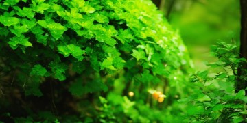 物业为什么都送艾草？