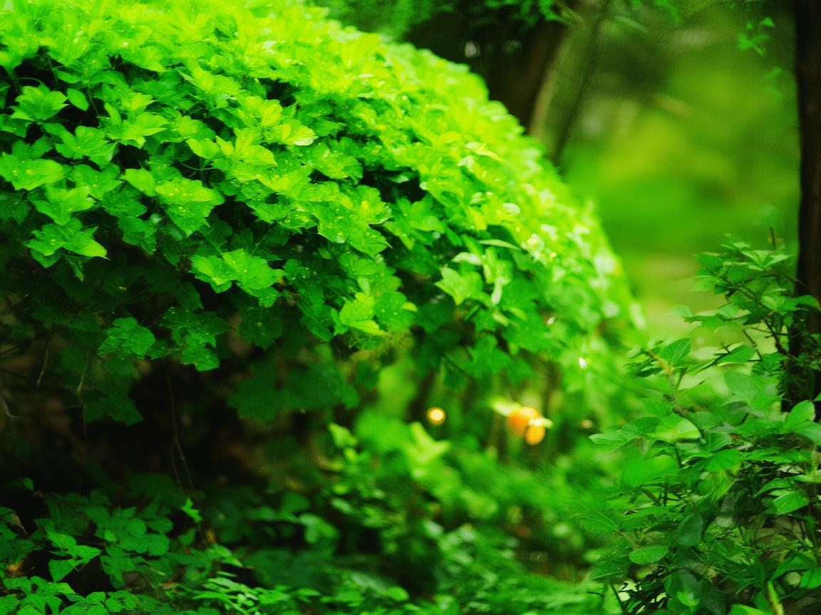物业为什么都送艾草？